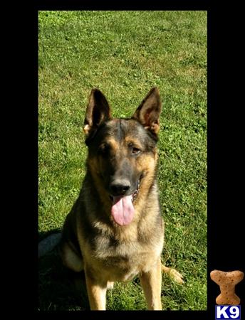 Newman K9 Picture 3